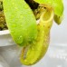 Nepenthes  Lowii x LVTP 