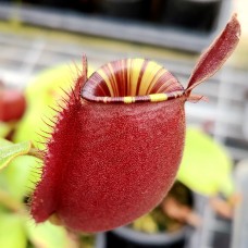 Nepenthes Ampullaria Red strip 