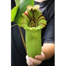 Nepenthes Truncata