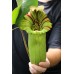 Nepenthes Truncata