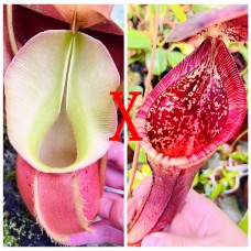 Nepenthes Veitchii x（ lowii x Campanulata）