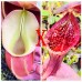 Nepenthes Veitchii x（ lowii x Campanulata）
