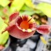 Nepenthes Ampullaria Red strip 