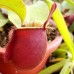 Nepenthes Ampullaria Red strip 