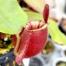Nepenthes Ampullaria Red strip 