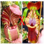 Nepenthes Veitchii（K x M） x Trusmadiensis