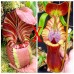 Nepenthes Veitchii（K x M） x Trusmadiensis