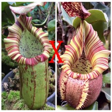 Nepenthes [(Maxima x boschiana) x veitchii] x veitchii