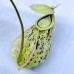 Nepenthes Rafflesiana