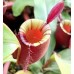 Nepenthes Ampullaria Red strip 