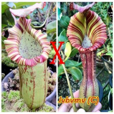 Nepenthes  [(Maxima x boschiana) x veitchii] xLVBVMV 