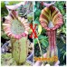 Nepenthes  [(Maxima x boschiana) x veitchii] xLVBVMV 