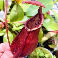 Nepenthes（viking x ampullaria  black miracle ） x rafflesiana   