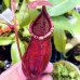 Nepenthes（viking x ampullaria  black miracle ） x rafflesiana   