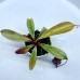 Nepenthes（viking x ampullaria  black miracle ） x rafflesiana   