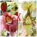 Nepenthes（viking x ampullaria  black miracle ） x rafflesiana   