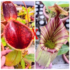Nepenthes Lowii x（Truncata x Veitchii）