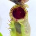 Nepenthes Lowii x（Truncata x Veitchii）