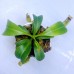 Nepenthes Lowii x（Truncata x Veitchii）