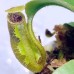 Nepenthes Lowii x（Truncata x Veitchii）