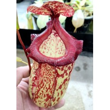 Nepenthes Gothica=sibuyanensis x maxima