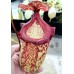 Nepenthes Gothica=sibuyanensis x maxima