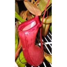 Nepenthes Ventricosa