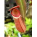 Nepenthes Albomarginata red
