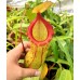 Nepenthes St. Pacificus =ventricosa x insignis