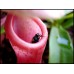 Nepenthes Ventricosa