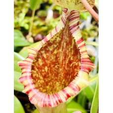 Nepenthes Lowii x Ventricosa