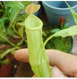 Nepenthes Mirabilis green