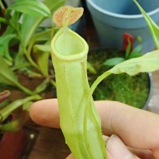 Nepenthes Mirabilis green