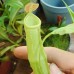Nepenthes Mirabilis green