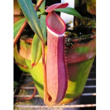 Nepenthes Albomarginata red