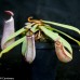 Nepenthes Albomarginata Black