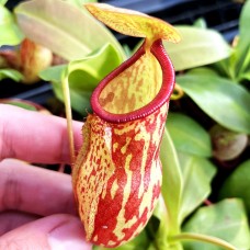 Nepenthes Gaya=khasiana x (ventricosa x maxima)
