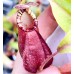 Nepenthes（viking x ampullaria  black miracle ） x （bokorensis veitchii）