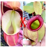 Nepenthes Veitchii x（Viking x Ampullaria hot lips）