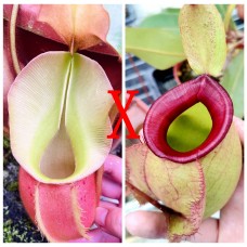 Nepenthes Veitchii x（Viking x Ampullaria hot lips）
