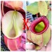 Nepenthes Veitchii x（Viking x Ampullaria hot lips）