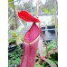 Nepenthes Albomarginata red