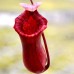 Nepenthes Lowii x Ventricosa
