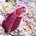 Nepenthes（viking x ampullaria  black miracle ） x （bokorensis veitchii）