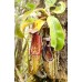 Nepenthes Eymae