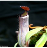 Nepenthes Albomarginata Black