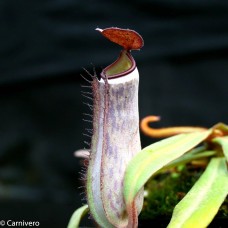 Nepenthes Albomarginata Black
