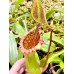 Nepenthes Lowii x Ventricosa