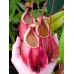 Nepenthes Mirabilis var. globosa
