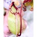 Nepenthes（viking x ampullaria  black miracle ） x （bokorensis veitchii）